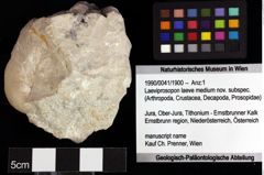 Foto (Objket + Etiketten) von Cracensigillatus acutirostrus (Moericke, 1889) 